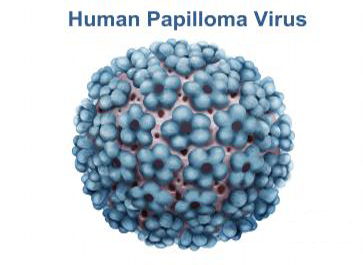 Virut HPV